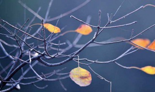 形容秋冬寒意的句子 描写秋天寒冷的句子