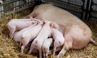 夏季养猪小技巧 小猪场夏季养猪实用技巧