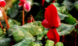 客来香的种植方法 如何种植客来香