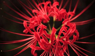 家里不能养的花有哪些 家里不能养的花介绍