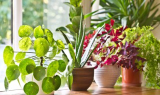 适合家里养的开花植物 分别有哪些