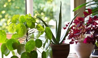 家里适合养的绿植有哪些 关于家里适合养的绿植有哪些