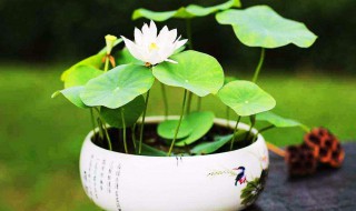 适合家里养的水生植物 适合家里养的水生植物有哪些