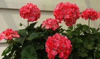 什么植物适合家里养而且好活 分别有哪些