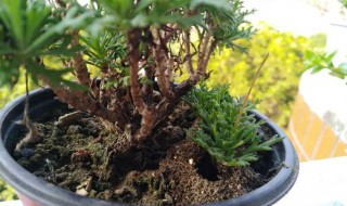 花盆里蚂蚁怎么能彻底消灭 花盆里蚂蚁消灭方法