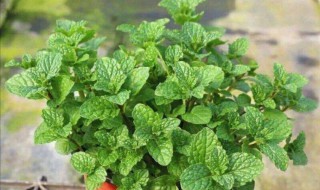 家里适合养什么可以吃的植物 家里适合养什么植物