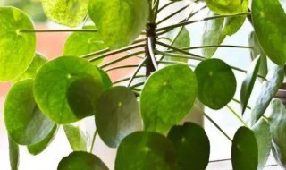 家里适合养什么植物对家庭比较好 什么植物适合养在家