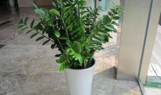 适合家里养的绿色植物 适合家里养的绿色植物介绍