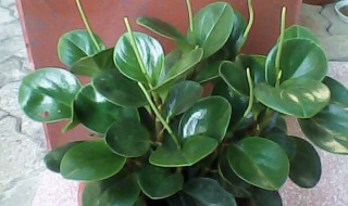 家里经常没人适合养什么植物 家里没人养什么植物好