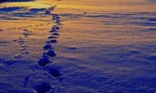 人各有志的经典句子 人各有志的句子有哪些