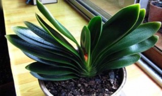 君子兰怎么换盆 君子兰换盆技巧