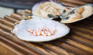 珍珠蚌怎么养 养珍珠蚌方法