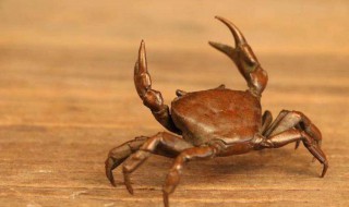 螃蟹寓意是什么 螃蟹的象征的寓意介绍