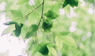 绿色的简短网名 绿色的简短网名有哪些