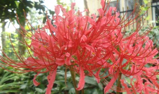 彼岸花种球种植方法 彼岸花种球怎么种植