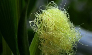 新鲜的玉米须怎么保存 如何保存新鲜的玉米须