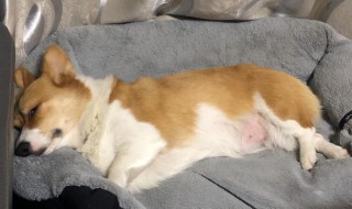 梦到猫和狗什么意思 梦到猫和狗的寓意