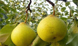 新鲜的梨子怎么保存 保存新鲜的梨子