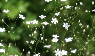 新鲜满天星怎么保存 新鲜满天星保存方法