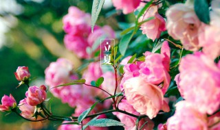 讲夏天的短句子 描写夏天的句子短的句子