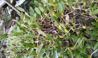 石橄榄怎么保存 石橄榄怎样保存