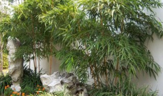 竹子几月份栽容易活 竹子适合移栽季节介绍