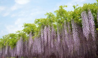 碱性土壤适合种植什么 碱性土壤适合种什么植物