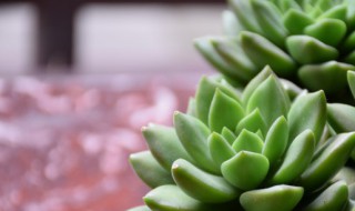 春秋怎么养多肉 多肉春秋养护的方法
