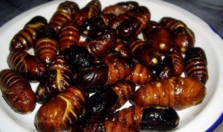 茧蛹煮好后怎样炒 蚕蛹怎么炒制好吃