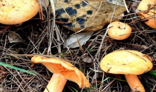 野生松菌怎么保存 保存野生松菌方法