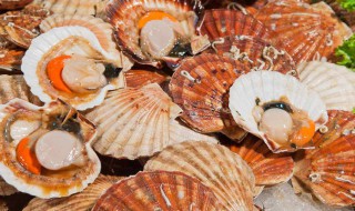 鲜扇贝怎么保存 保存扇贝的方法