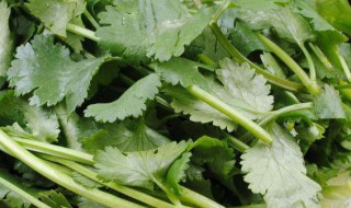 怎么保存香菜 存放香菜的方法