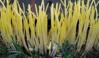 蒜黄怎么种植 蒜黄种植的方法