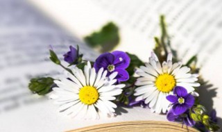 很有诗意的插花名字 很有诗意的插花名字有什么