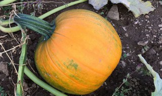 南瓜种植时间方法 怎么种植南瓜