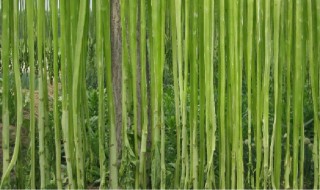 贡菜的晾晒方法 贡菜的晾晒方法是什么