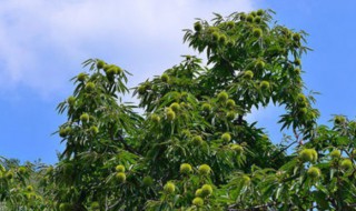 家门口适合种什么树好 家门口种什么树好