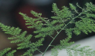 文竹繁殖方法 怎么繁殖文竹