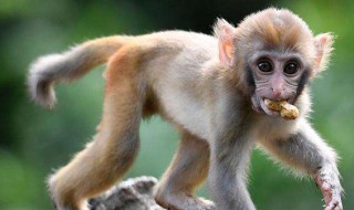 猴子有什么寓意 猴子象征着什么