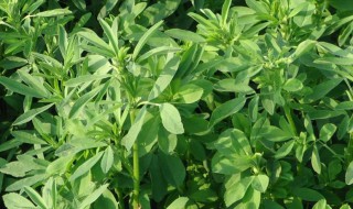 新鲜苜蓿怎么保存 存放苜蓿的妙招