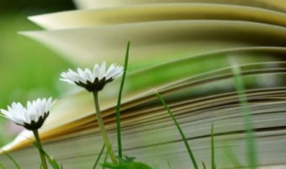 形容吊兰的好句子 描写吊兰的优美句子