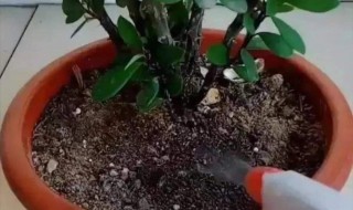 室内花杀虫方法 室内花卉灭虫的方法