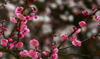 梅花的寓意是什么 梅花有什么寓意