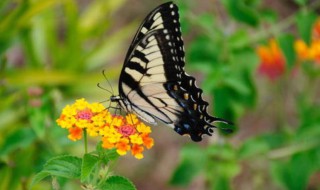 蝴蝶的寓意是什么 有哪些美好寓意