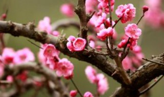 红梅的寓意是什么 红梅有什么寓意