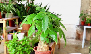 发财树能晒太阳吗 发财树能不能晒太阳