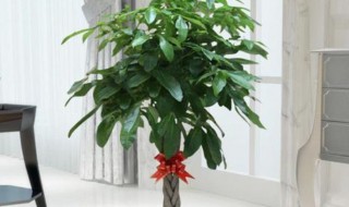 发财树为什么叫发财树 原因是什么