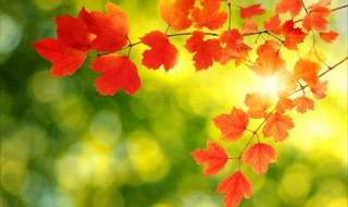 枫叶的寓意是什么 枫叶有什么含义