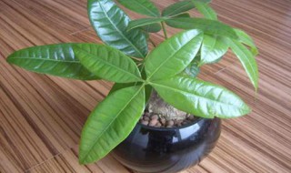 发财树用什么土最好呢 用什么土种发财树最好呢