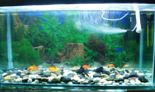 养鱼如何做缸底 这样做的缸底对鱼最好